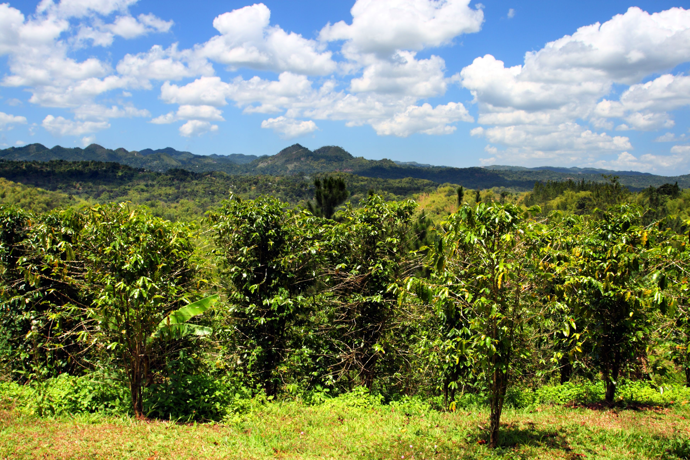 Croydon Plantation – Combining Multiple Experiences 