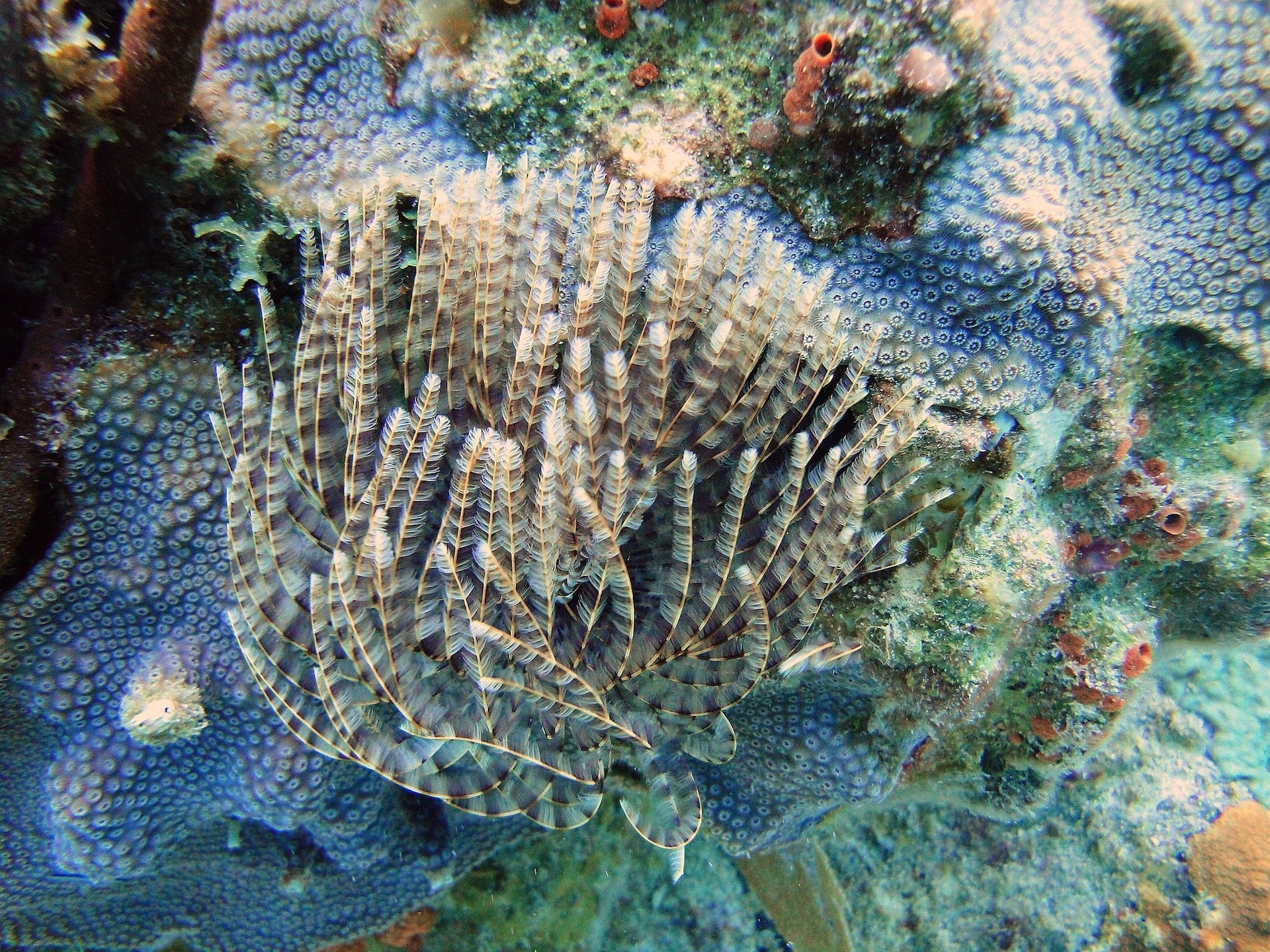 Coral World Ocean Park