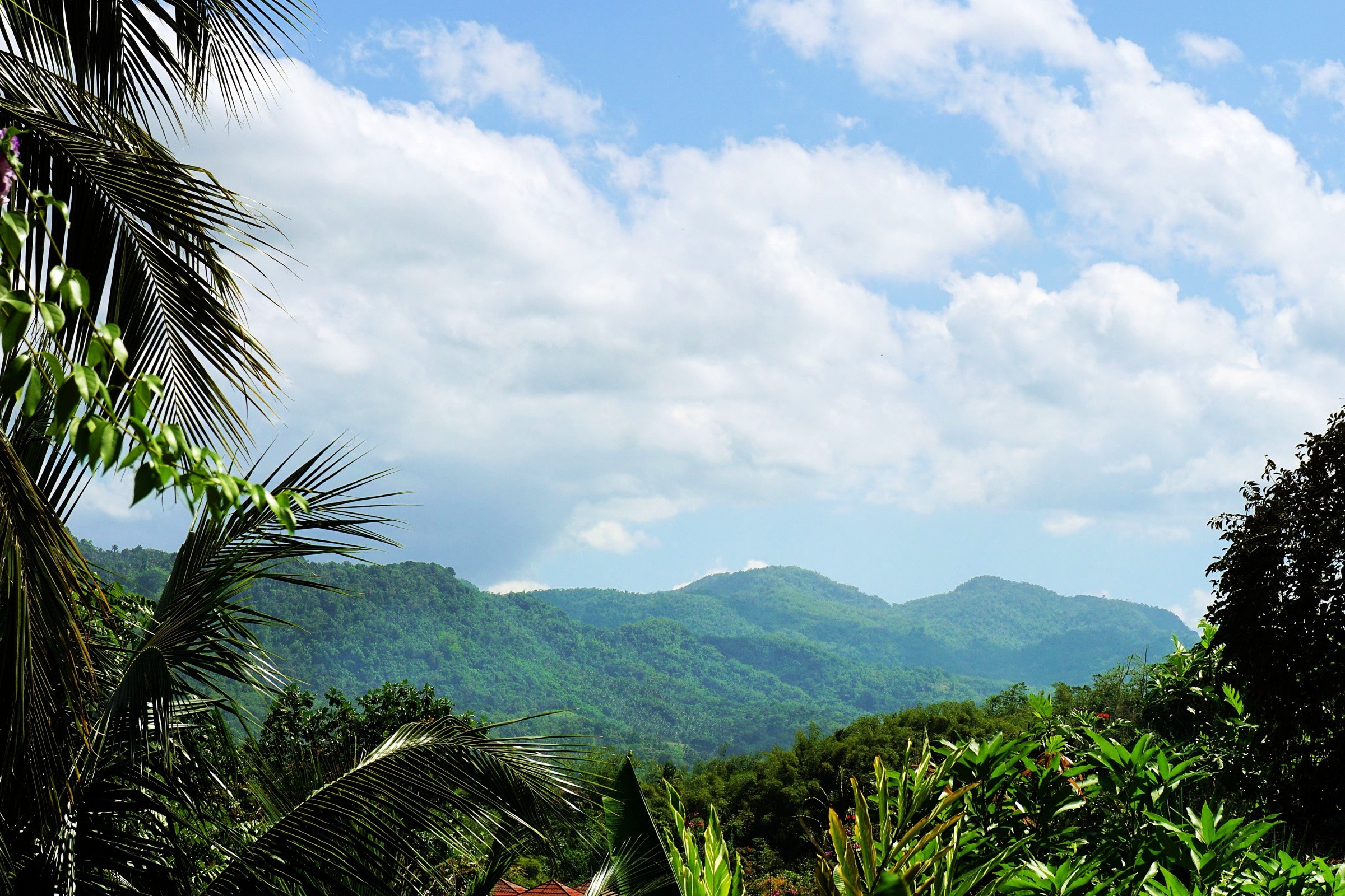 The Blue John Crow Mountains National Park – Uniqueness in Every Sense 