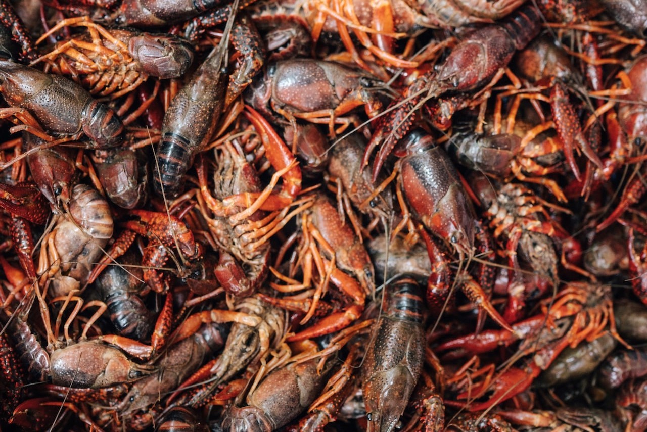 Steamed Crawfish – Delectable and Tempting