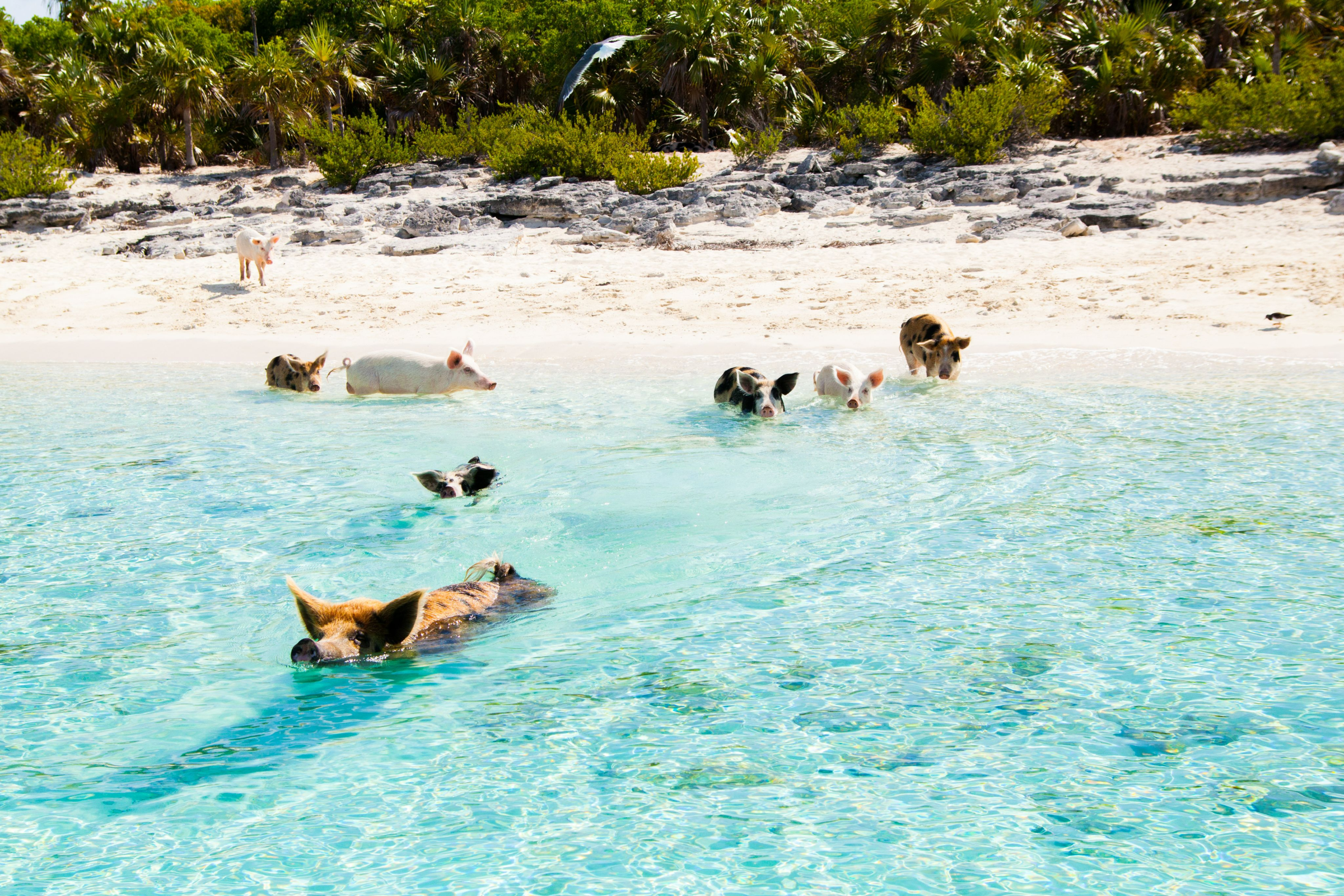 Pig Beach