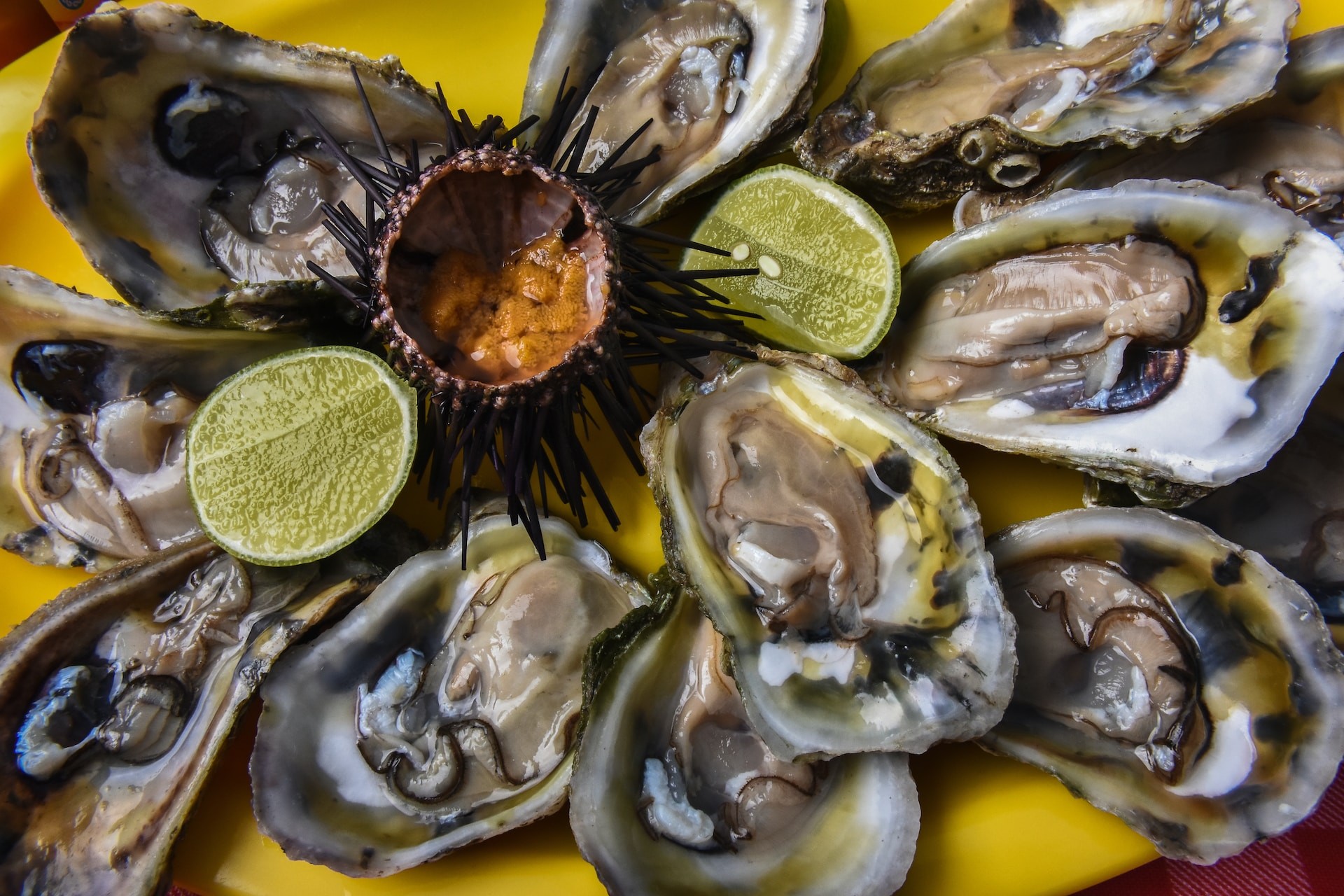 Sea Eggs