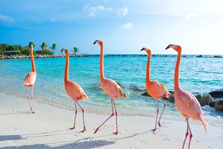Flamingo island