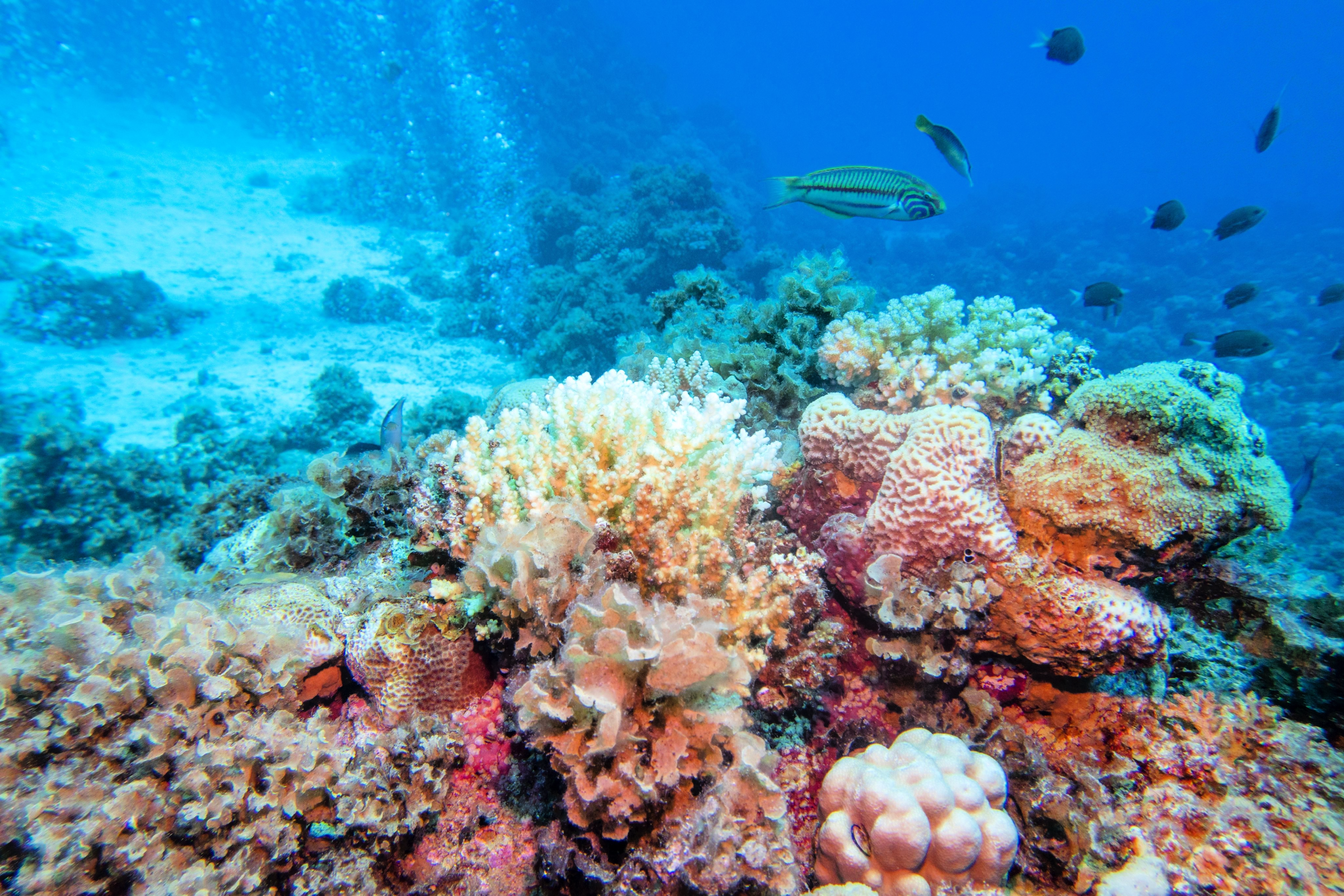 Champagne reef