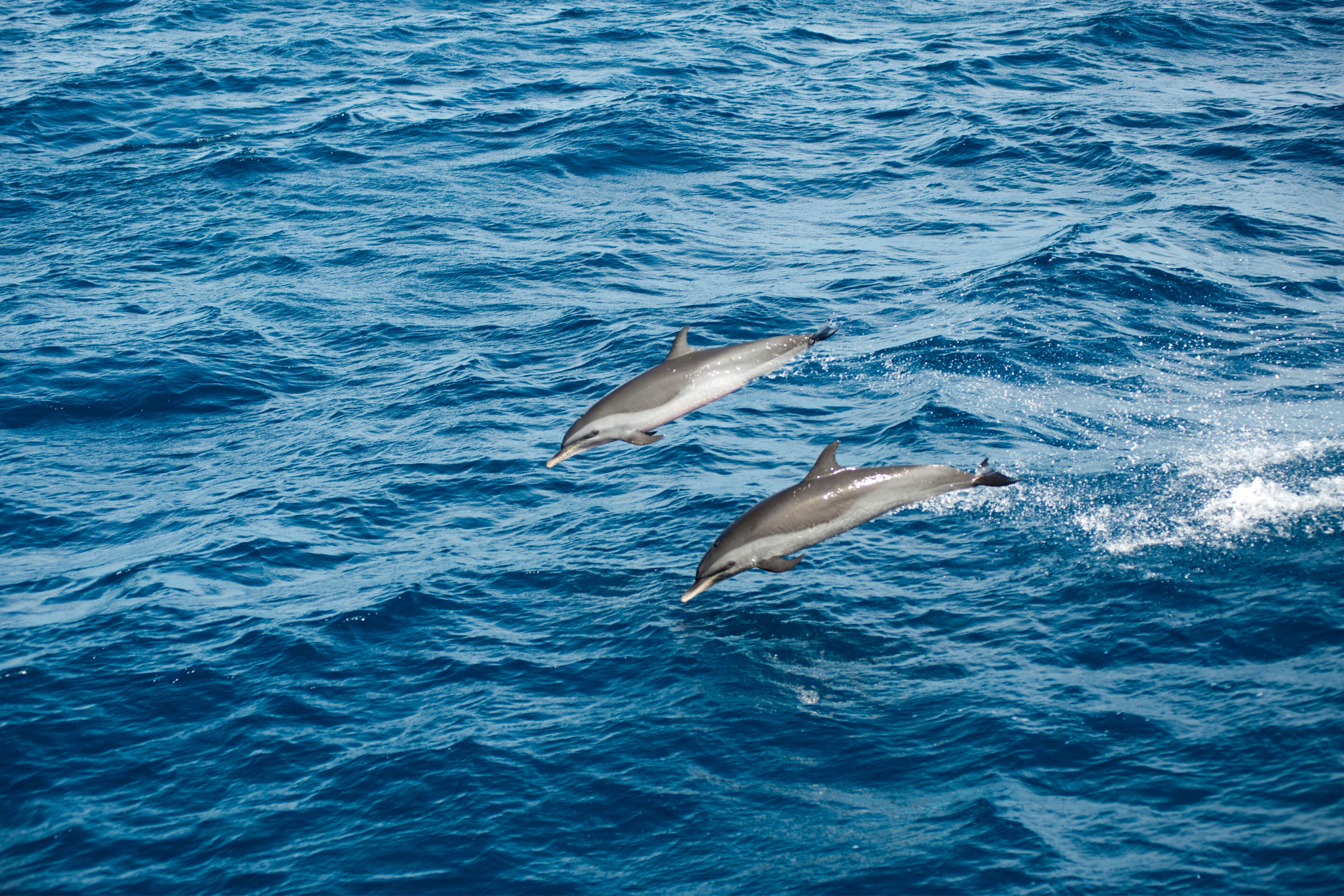 Go Dolphin and Whale Watching 
