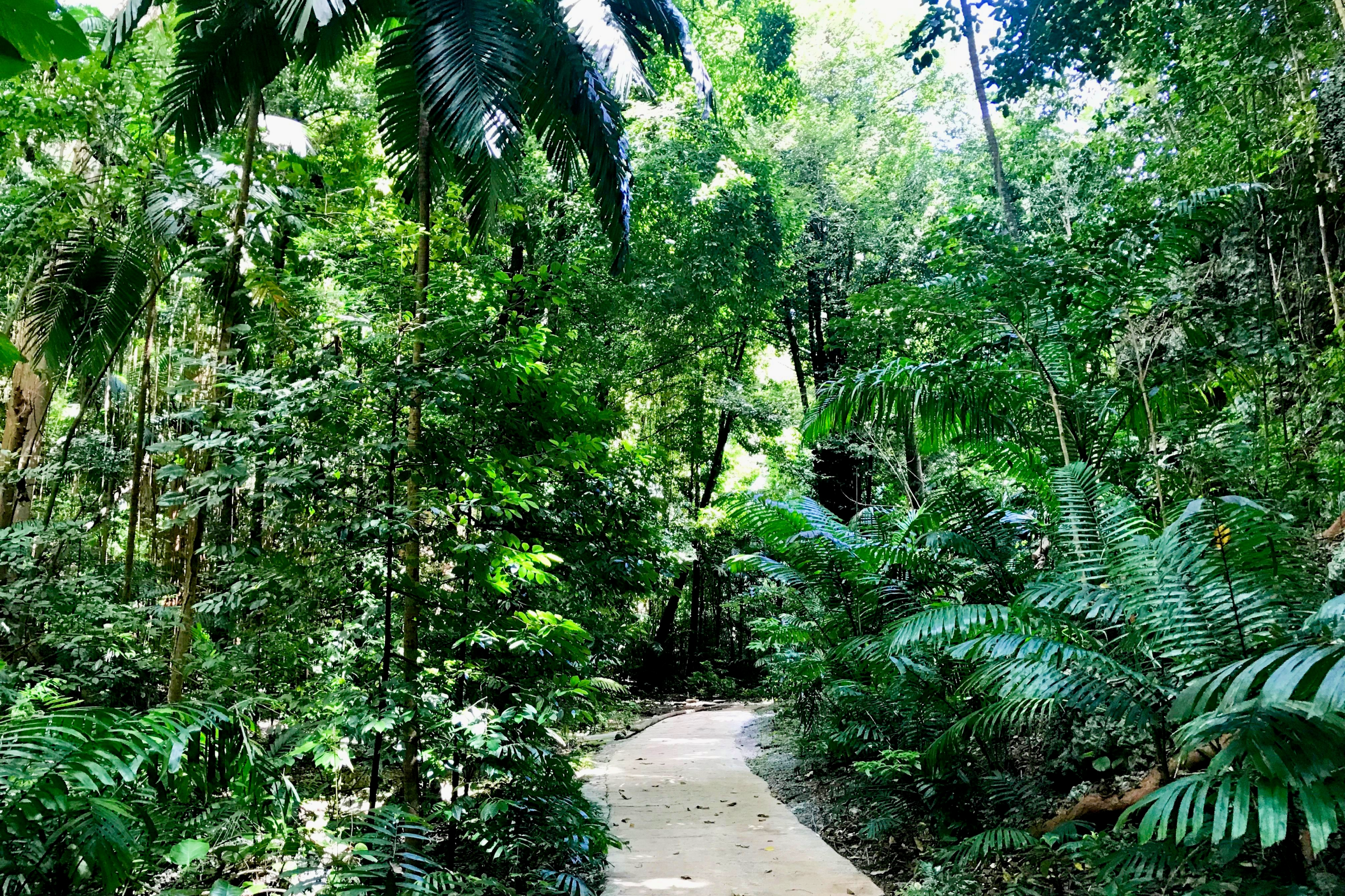 Welchman Hall Gully – A Family’s Paradise in Barbados