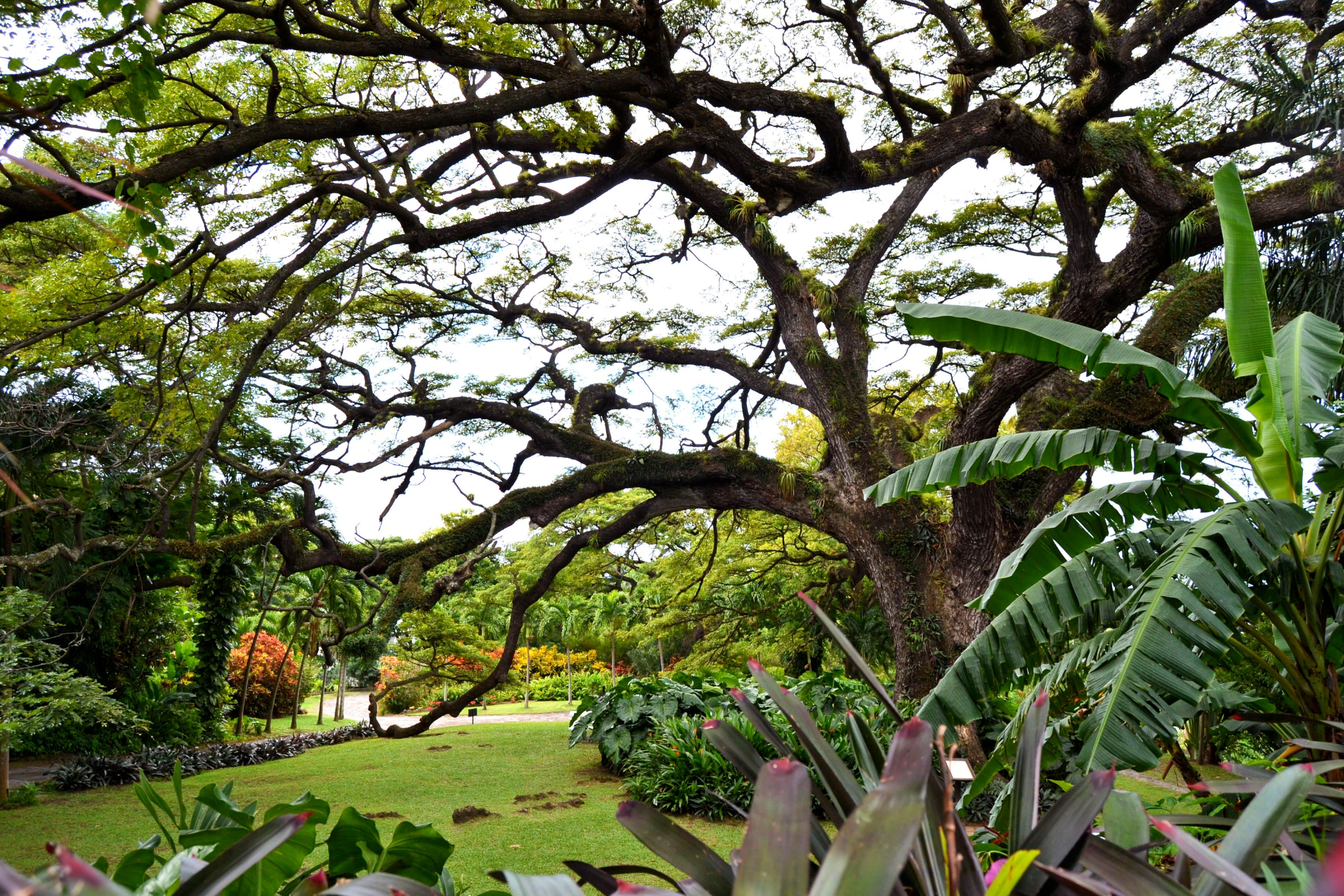 Visit the Nevis Botanical Gardens to Spot Rare Species 