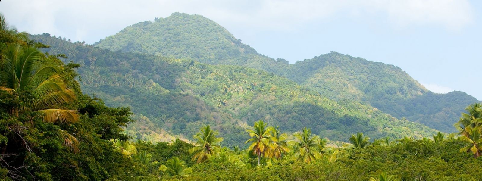 Dominica forest