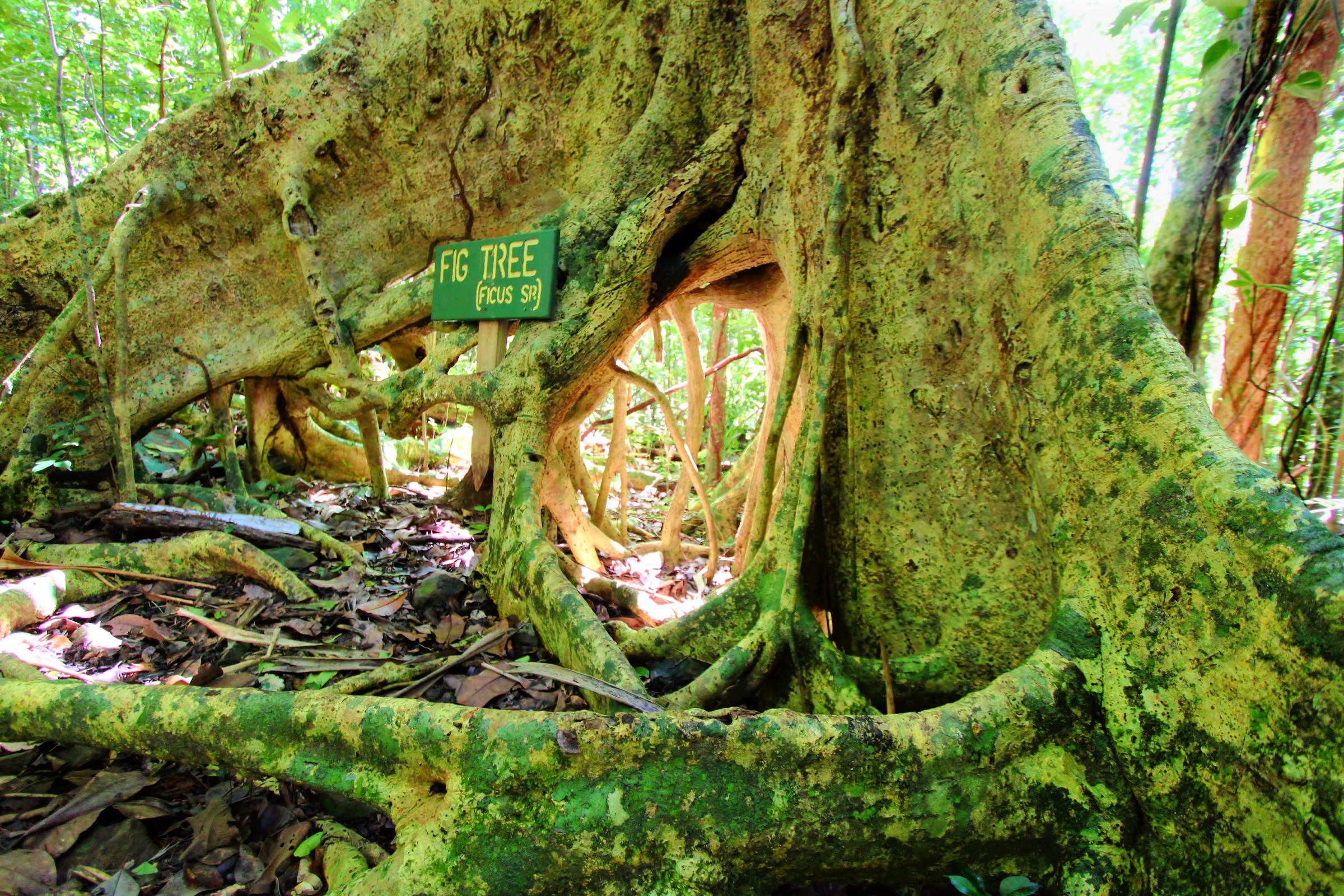 Let Yourself Get Lost in the Mount Sage National Park 