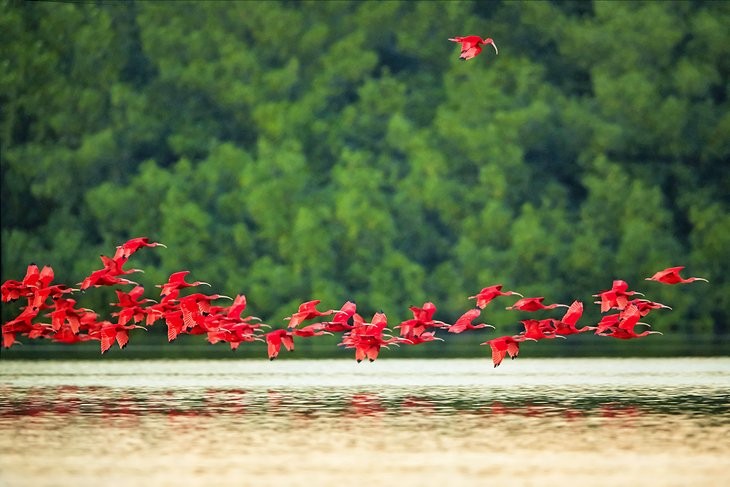 caroni river scarlets