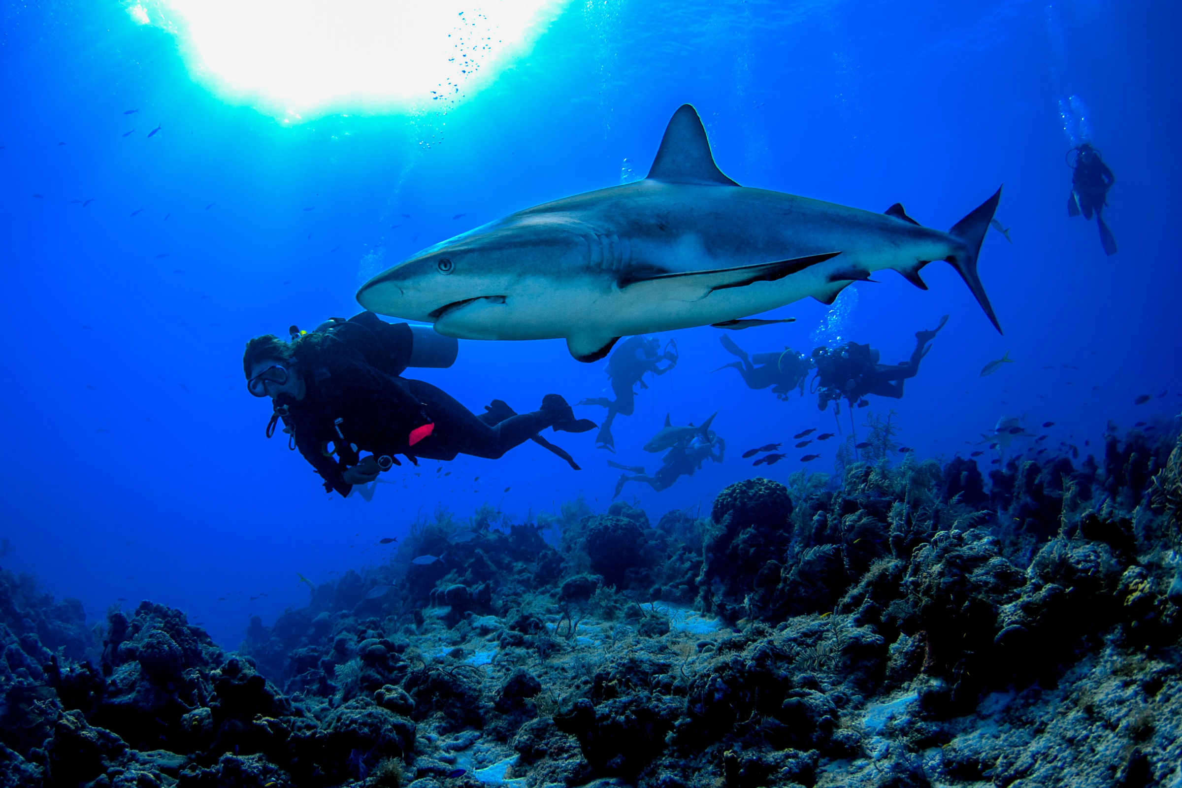 diving in turks and caicos