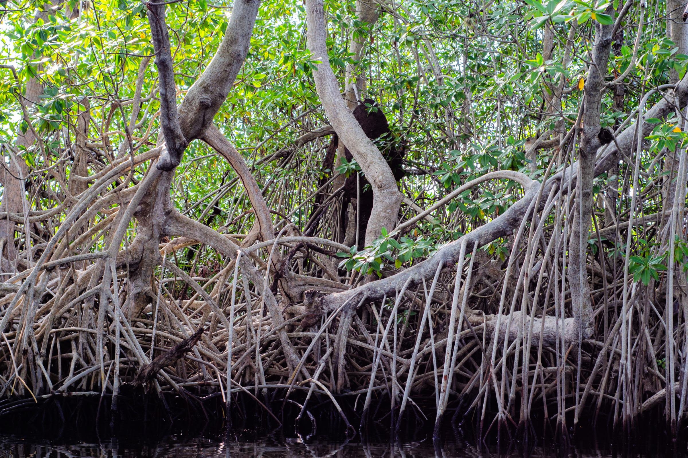 Spot a Crocodile (or two) on the Black River Great Morass