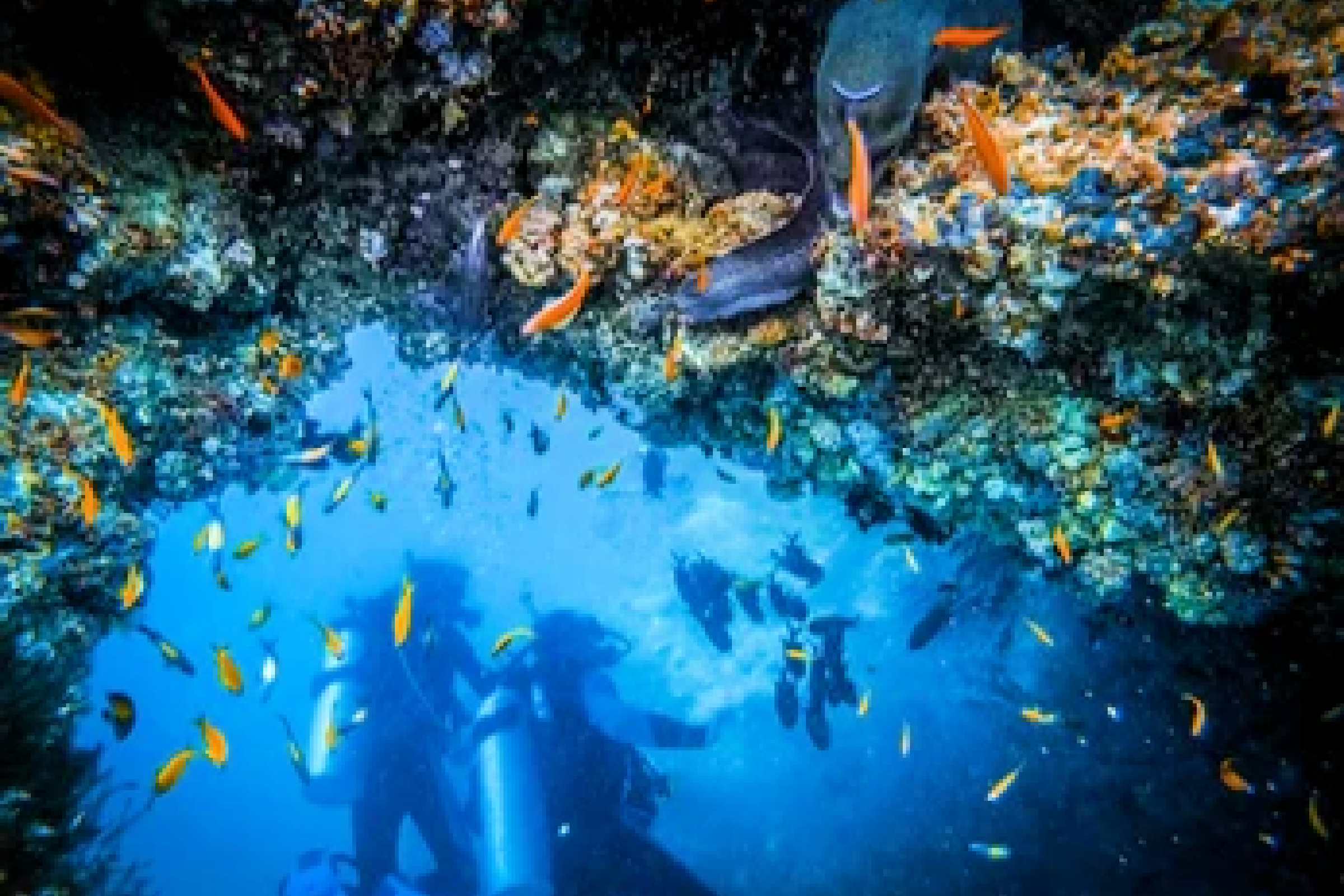 Get Lost in the Stunning Underwater Cosmos