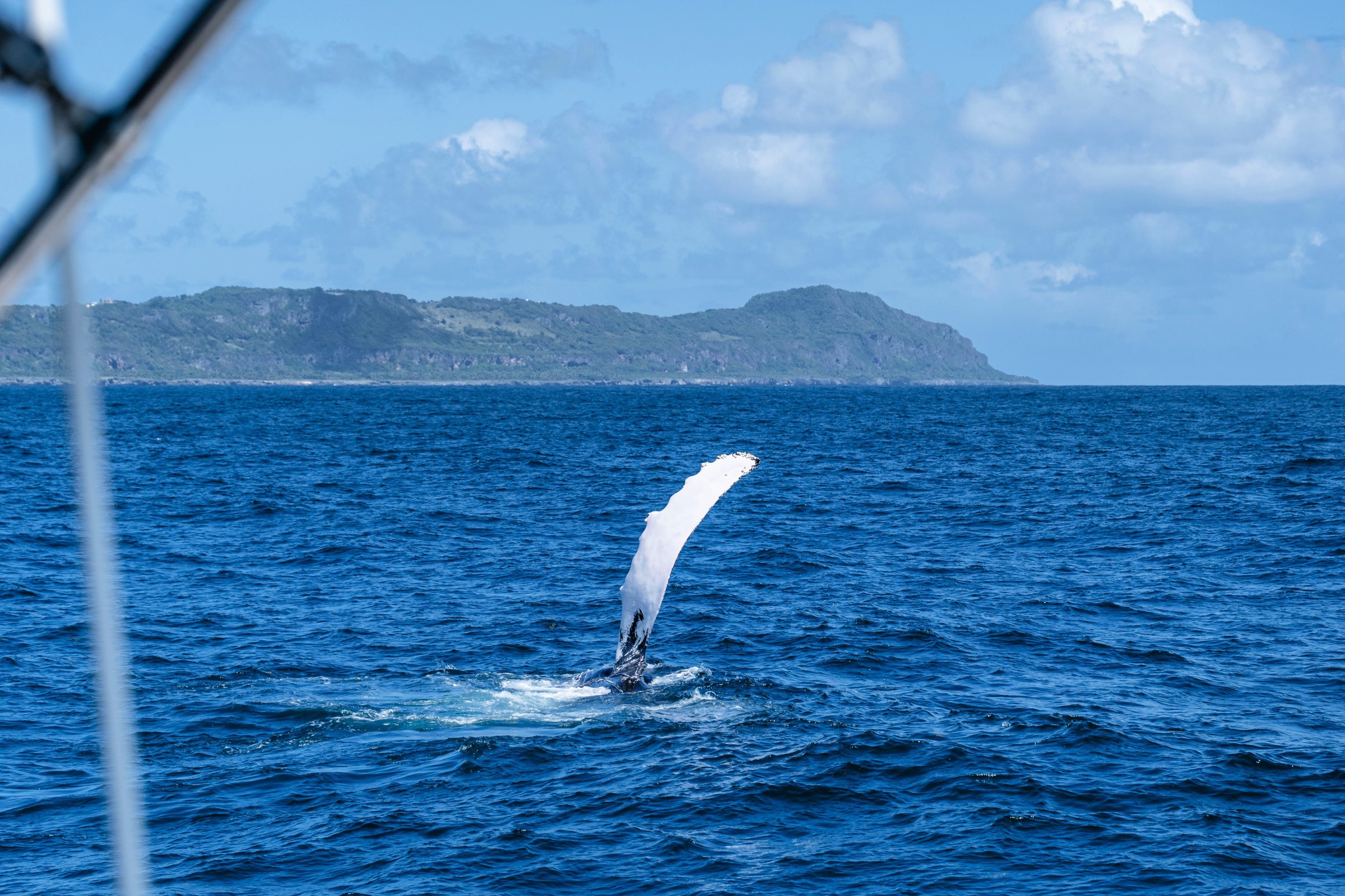Whale Watching 