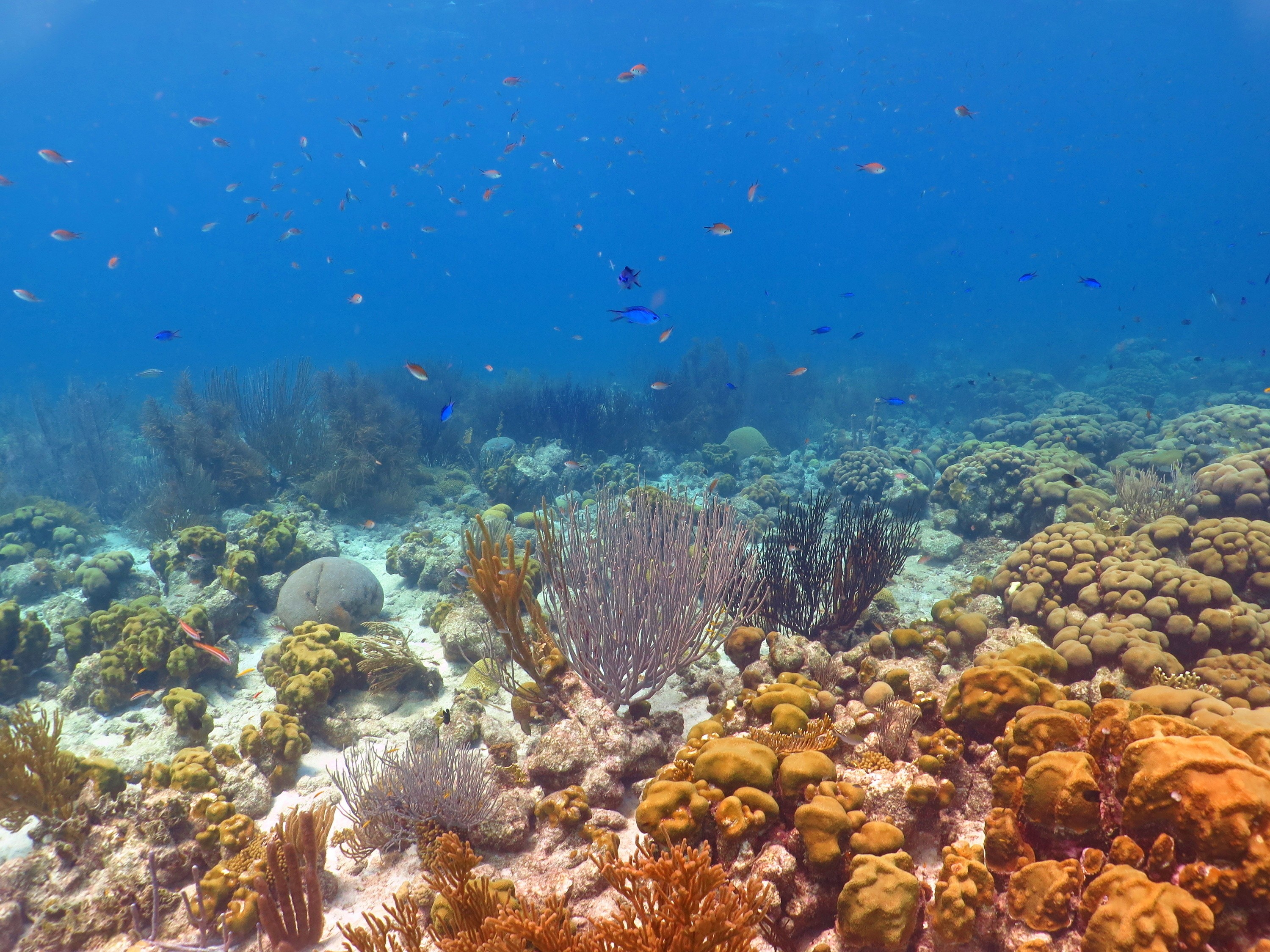 The Dive Sites of Aruba 