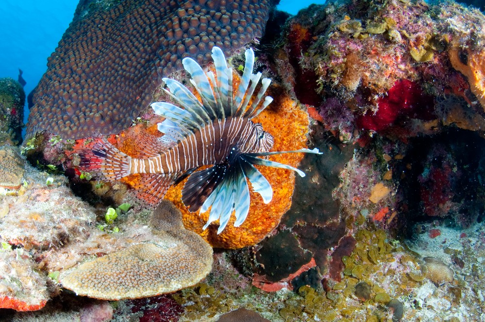 Explore the Rich Aquatic Cosmos in Dominica  