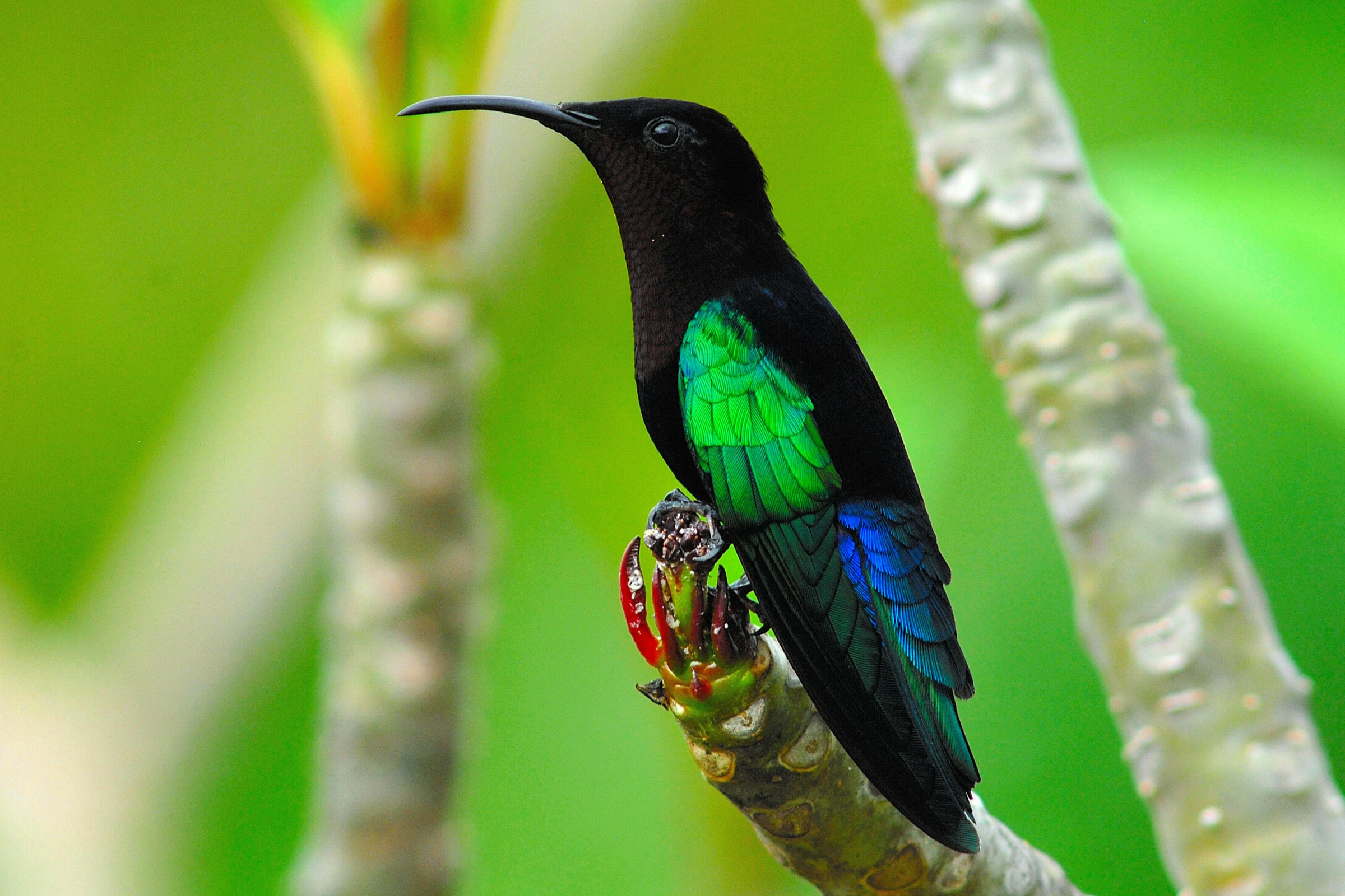 Purple Throated Carib 