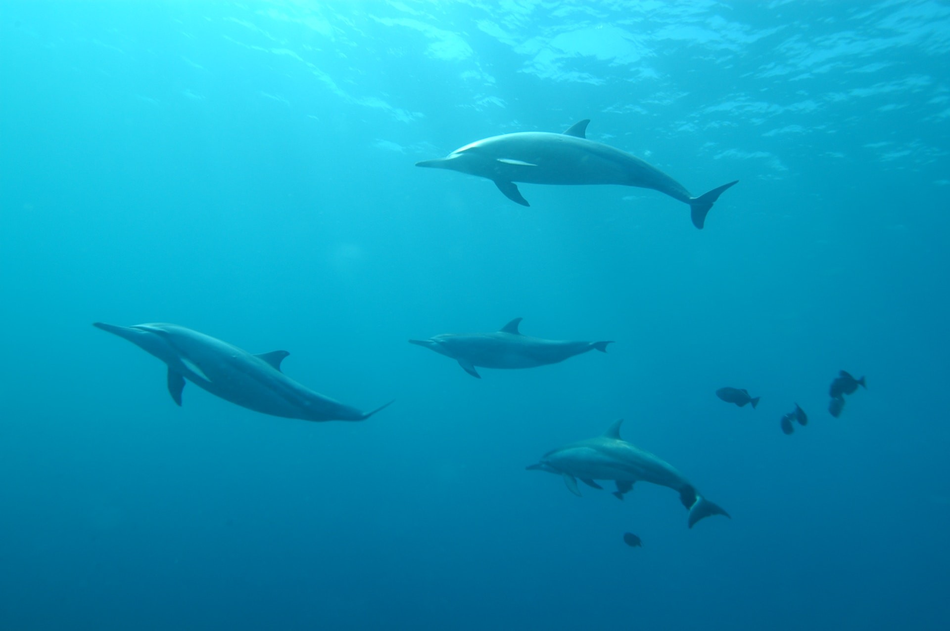 Swim with Dolphins