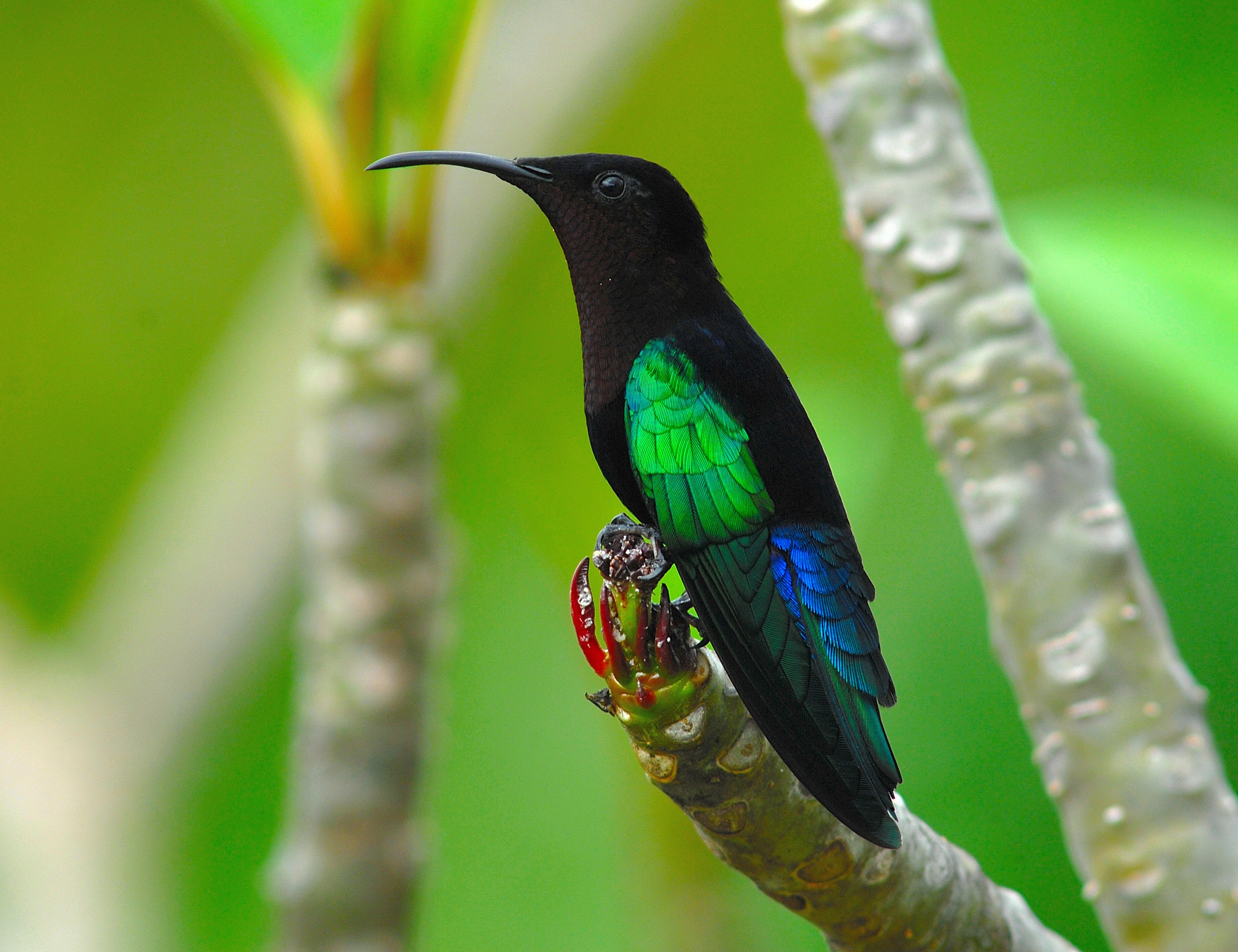 Go Birdwatching in Barbuda